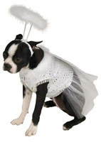 Pets Angel Costume