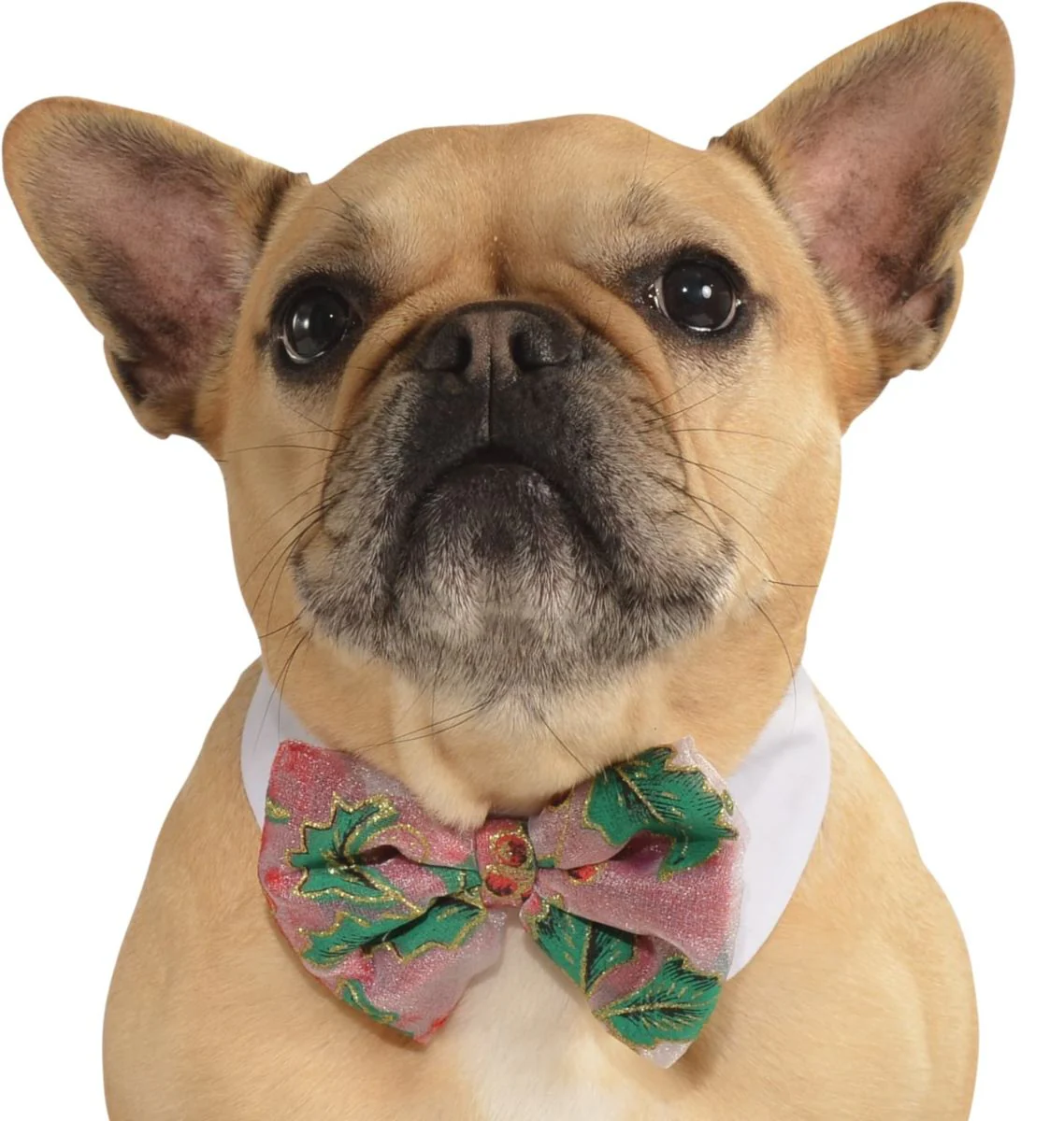 Pets Bow Tie Costume - Various Colors - Image 7