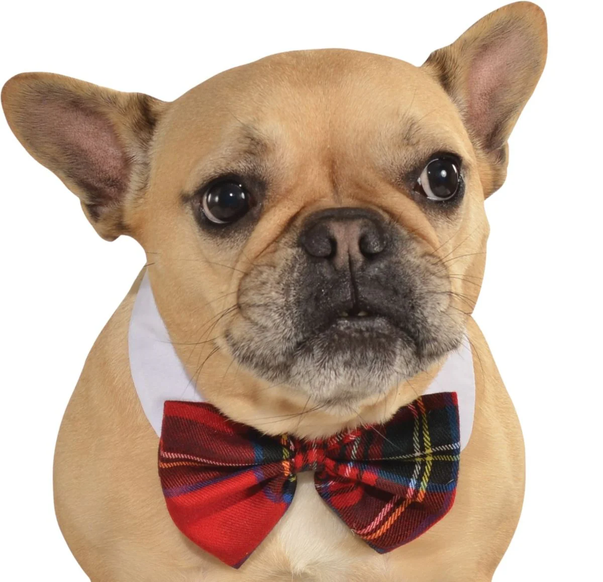 Pets Bow Tie Costume - Various Colors - Image 8