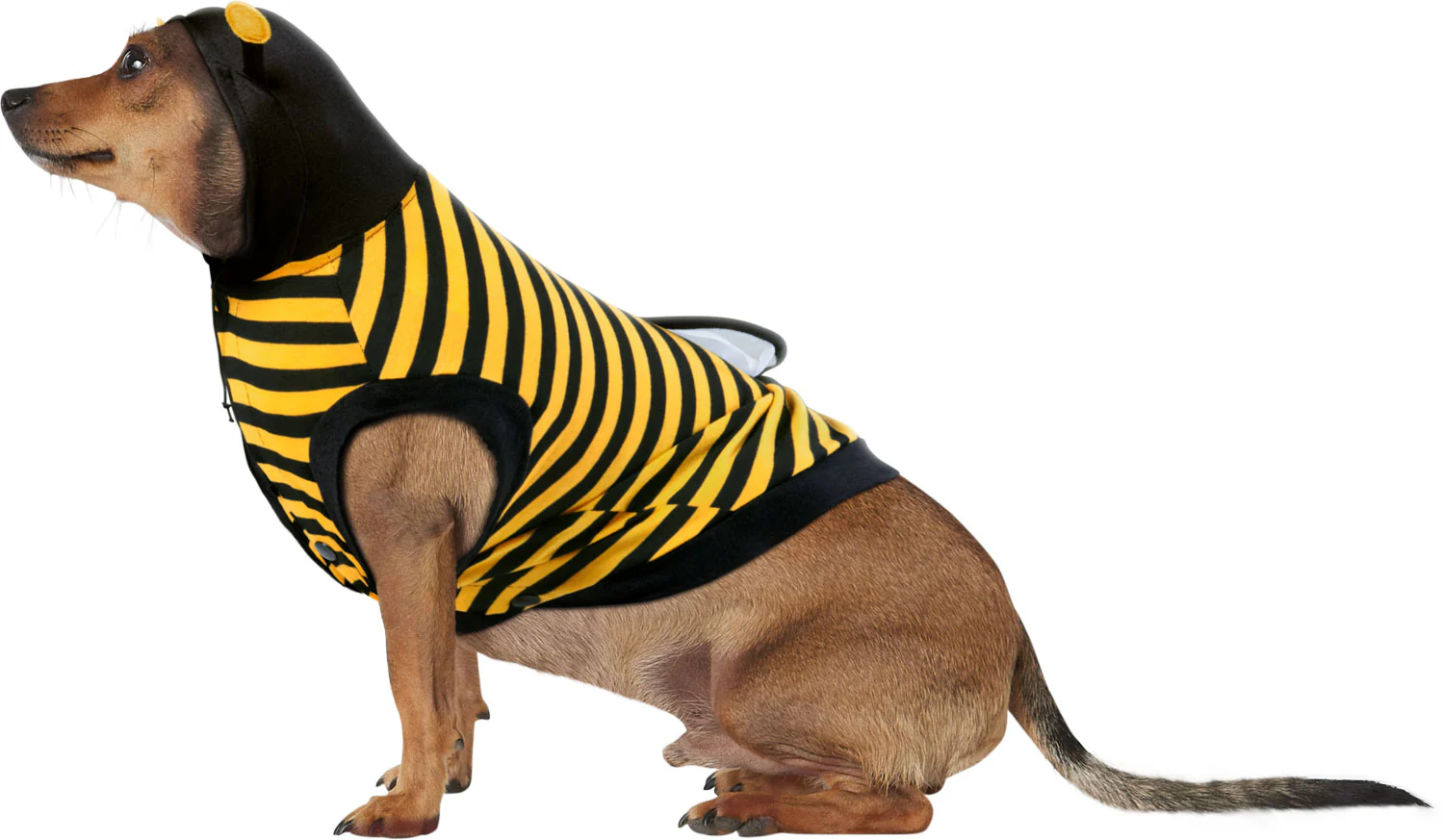 Pets Buzzing Bumble Bee Costume - Image 2