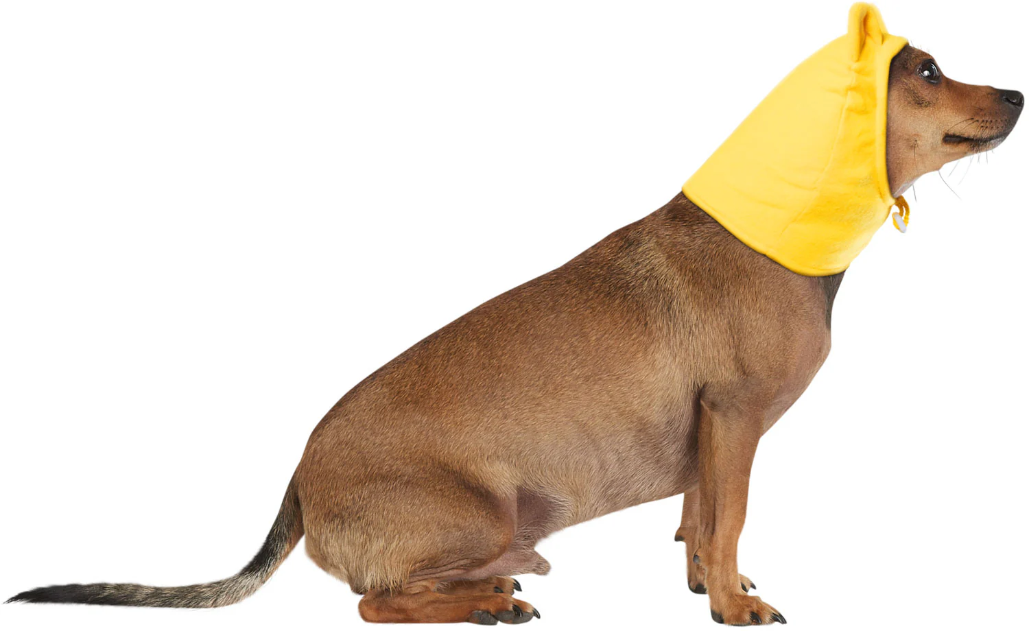 Pets Disney Winnie the Pooh Headpiece Costume Accessory - Image 2