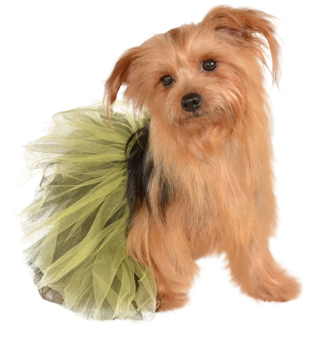 Pets Tutu - Various Colors - Image 14