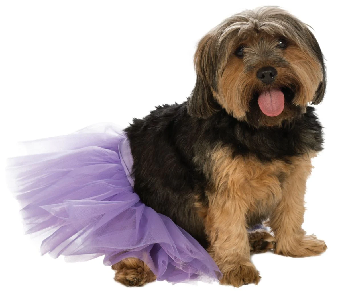 Pets Tutu - Various Colors - Image 8