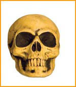 Small Skull Prop